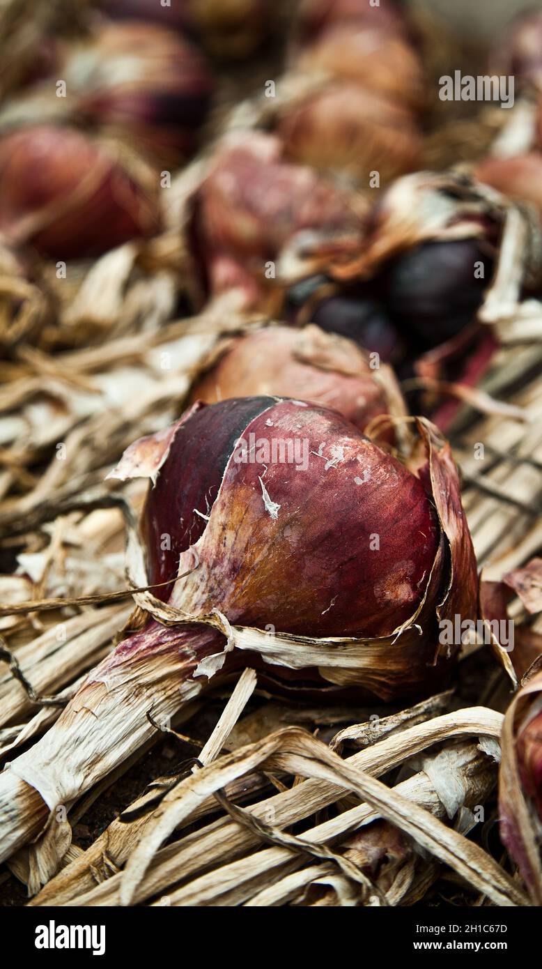 Cipolle rosse Foto Stock