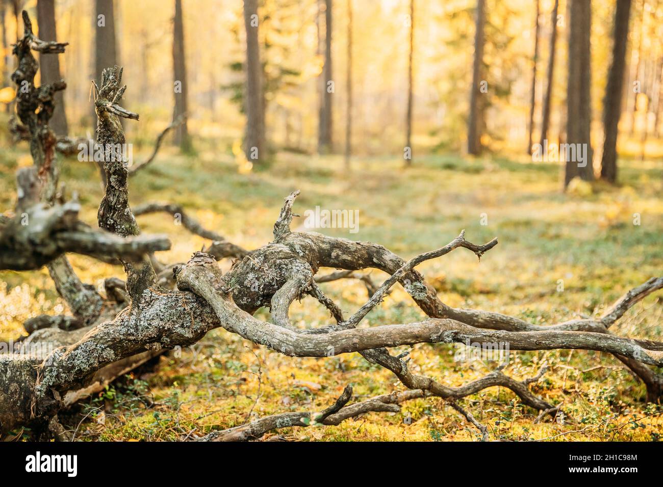 Vecchio legno asciutto alberi pini sfondo Foto Stock