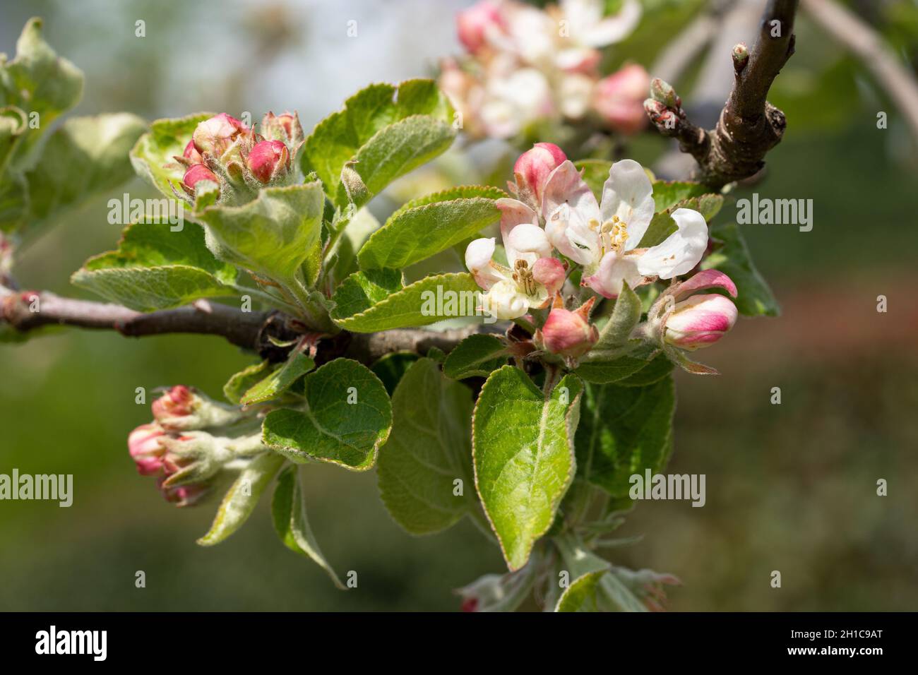 Primo piano di un albero di mele fiorisce in primavera (Malus nazionale). Foto Stock
