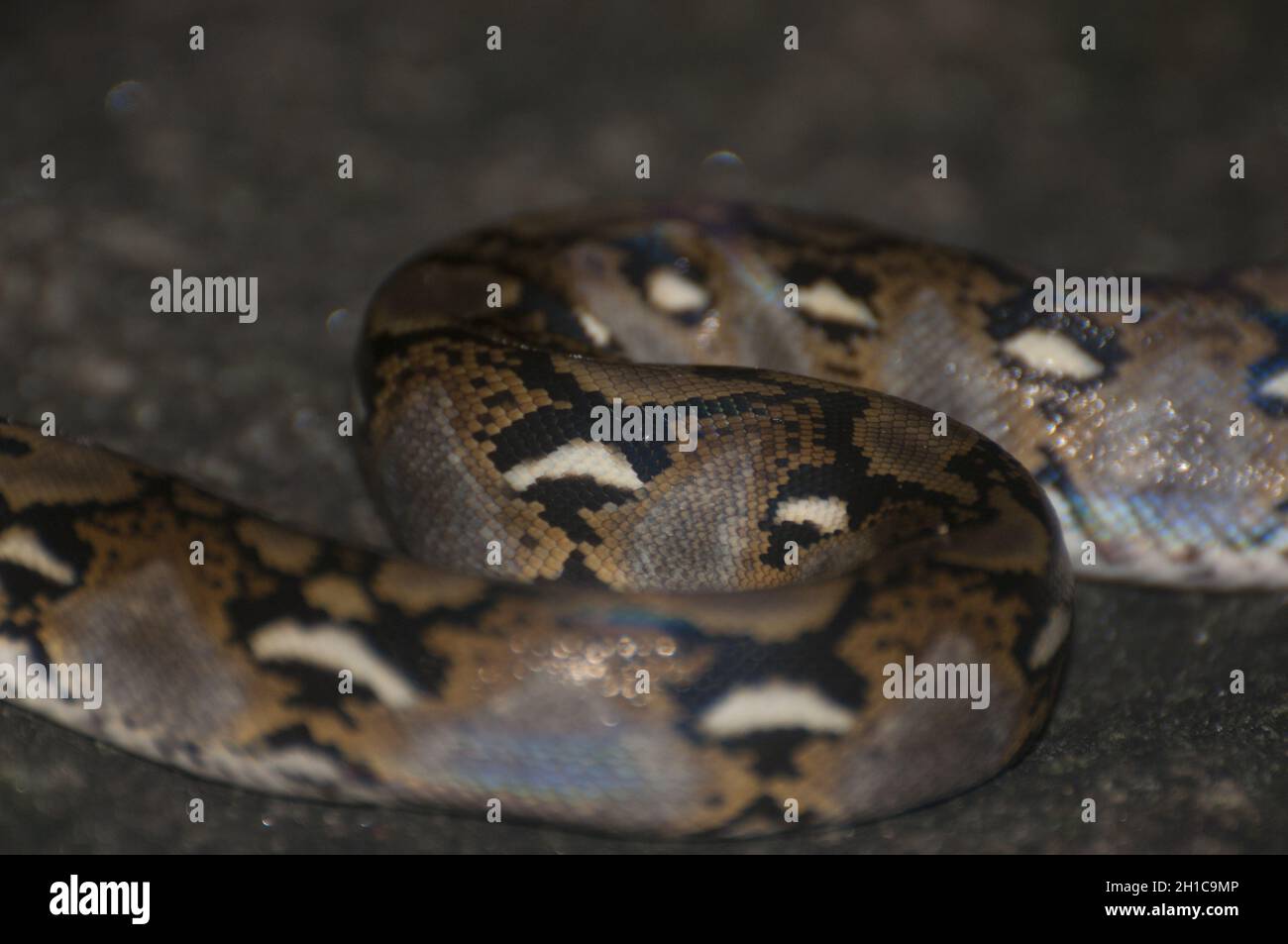 Primo piano del pitone reticolato. Reticulatus malayopython. Cambogia. Foto Stock