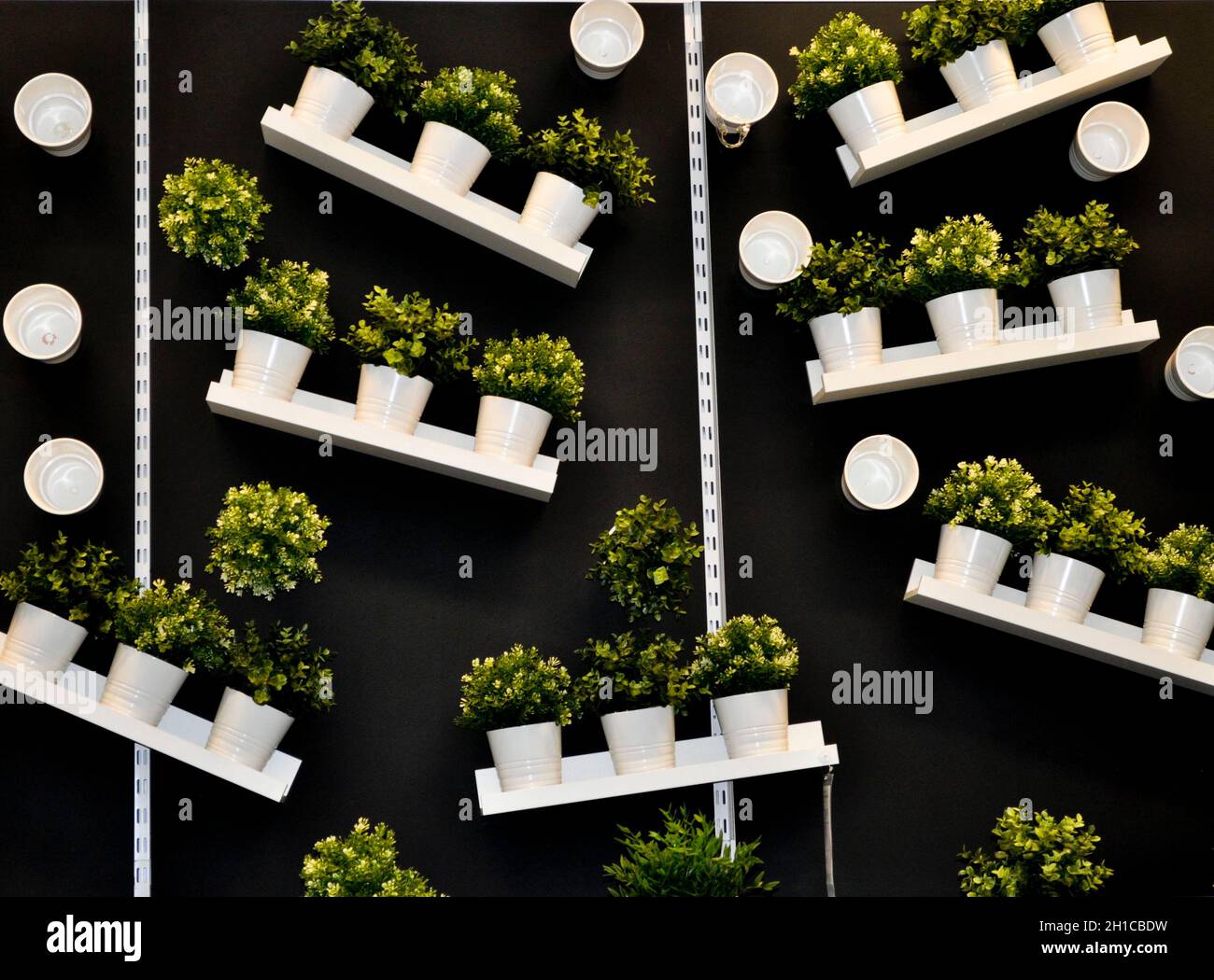 Un'esposizione a parete che mostra piante di plastica in pentole bianche su scaffali contro una parete nera, IKEA, Sheffield, Inghilterra Foto Stock