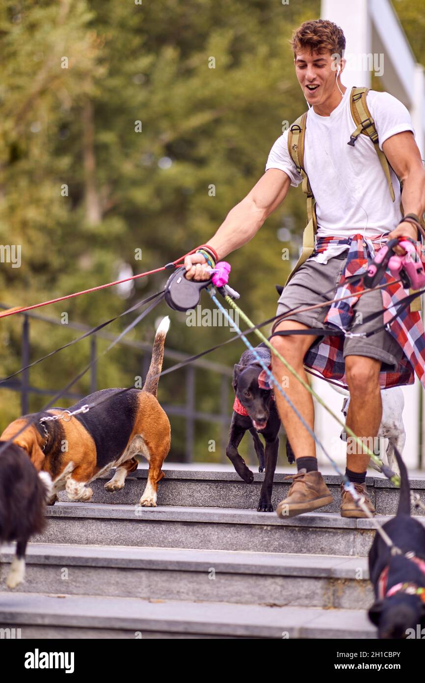Un giovane camminatore maschio del cane sta camminando in una bella giornata sulle scale con mazzo di cani sotto il suo controllo. Animali domestici, escursionisti, servizio Foto Stock