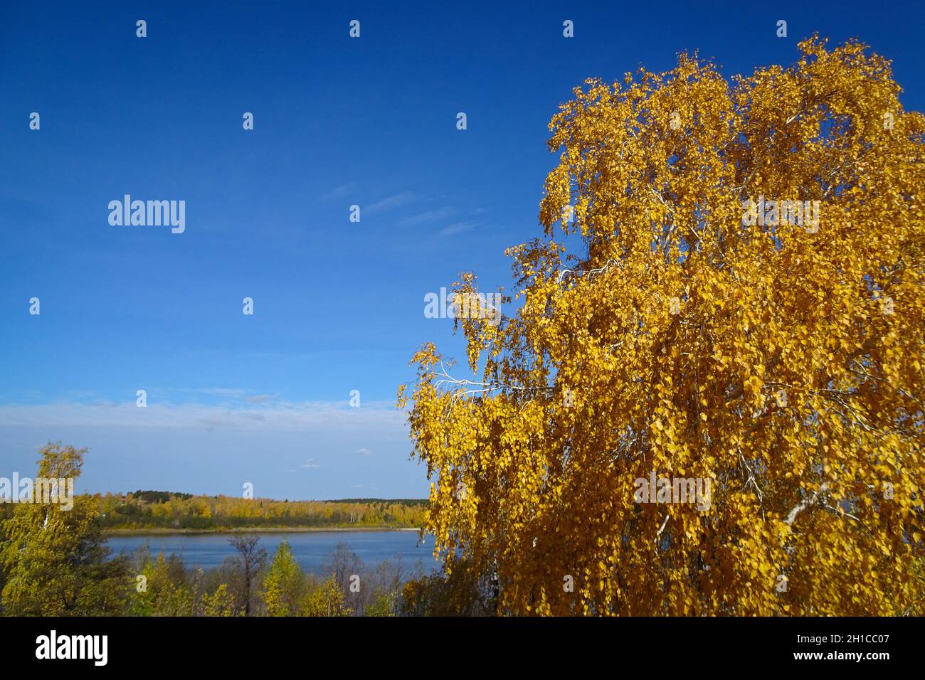 Estate indiana - una vista sul lago, betulla con fogliame giallo, cielo blu chiaro. Sfondo naturale. Foto Stock