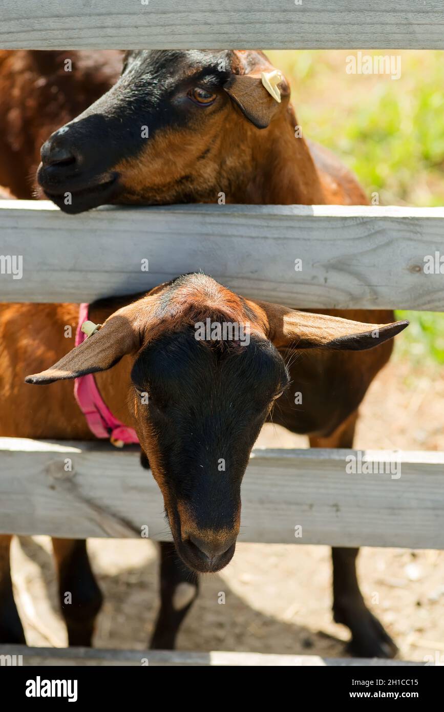 Mandria francese di capre in una fattoria verde Foto Stock