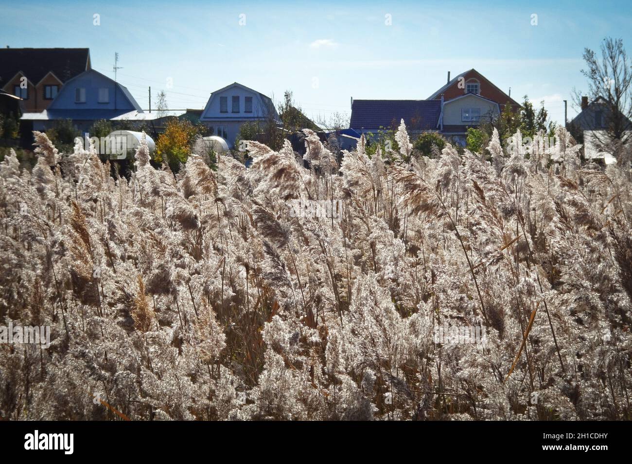 Canne (Arundo donax) - canne d'autunno argentate ondeggia contro case di villaggio blurry. Foto Stock
