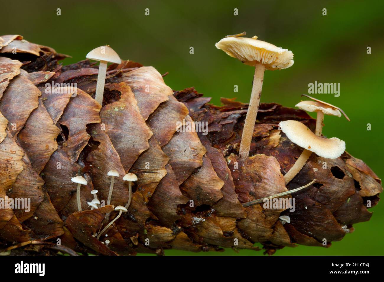 Piccoli funghi bianchi, tappi a cono Spruce, su un cono di abete rosso Foto Stock