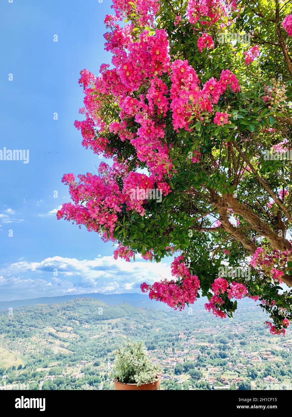 Bellissimo albero di mirto di colza in fiore in un parco Foto Stock