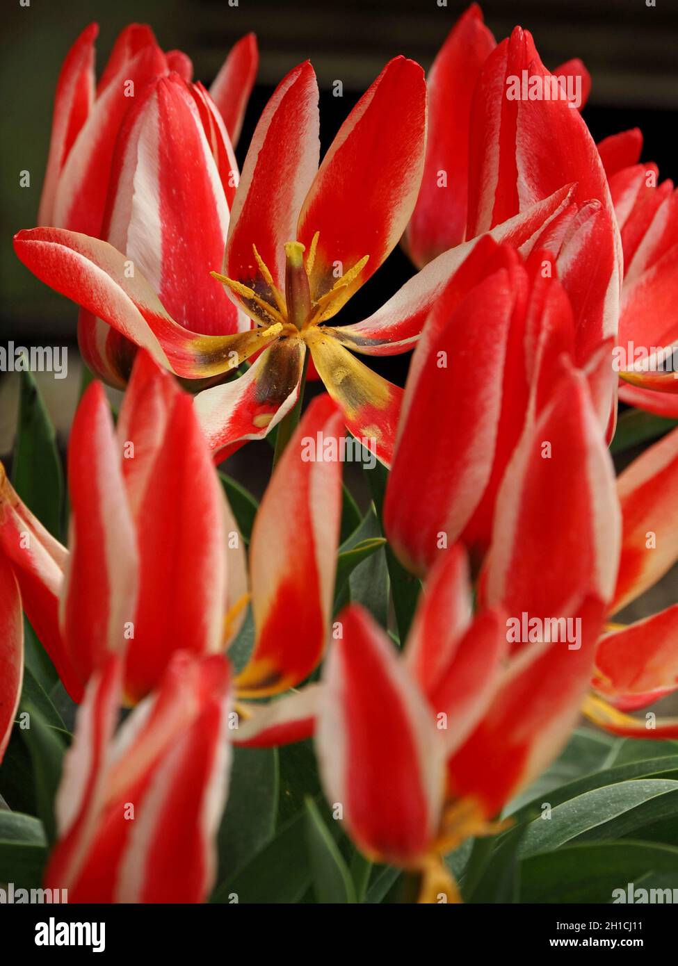 Scintillante spruzzo di colore da tulipani coltivati (Tulipa) con petali bianchi rossi, tinte gialle e fogliame verde in Cumbria, Inghilterra, Regno Unito Foto Stock