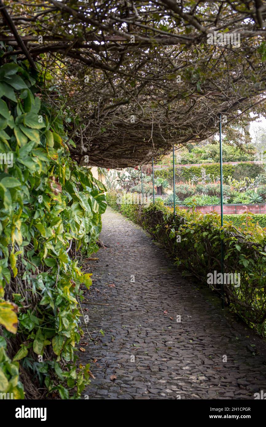 Tropicale Giardino botanico di Funchal sull' isola di Madeira, Portogallo Foto Stock