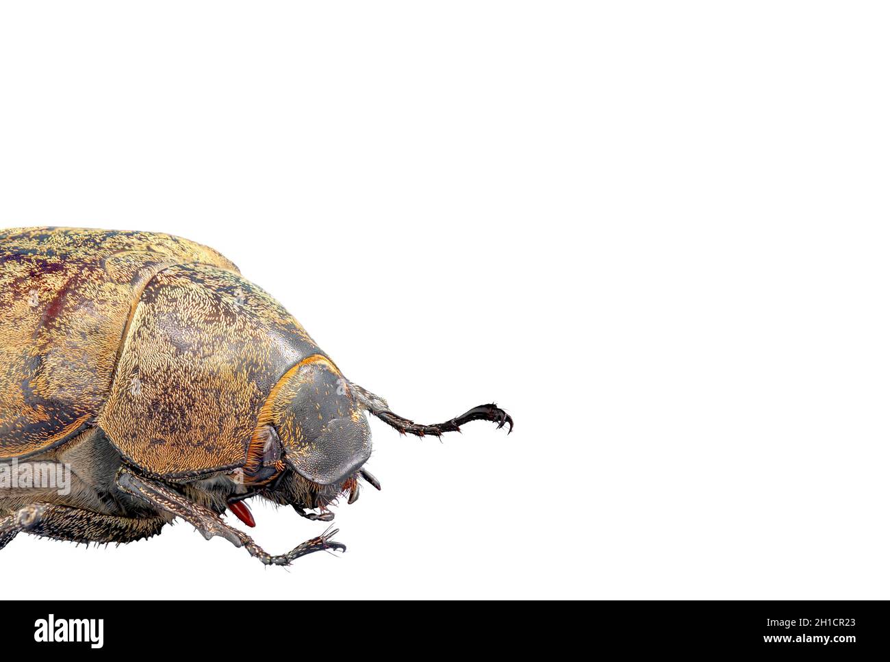 Un grub bianco della canna da zucchero o stigma di Lepidiota visto dal lato, particolari degli insetti commestibili Foto Stock