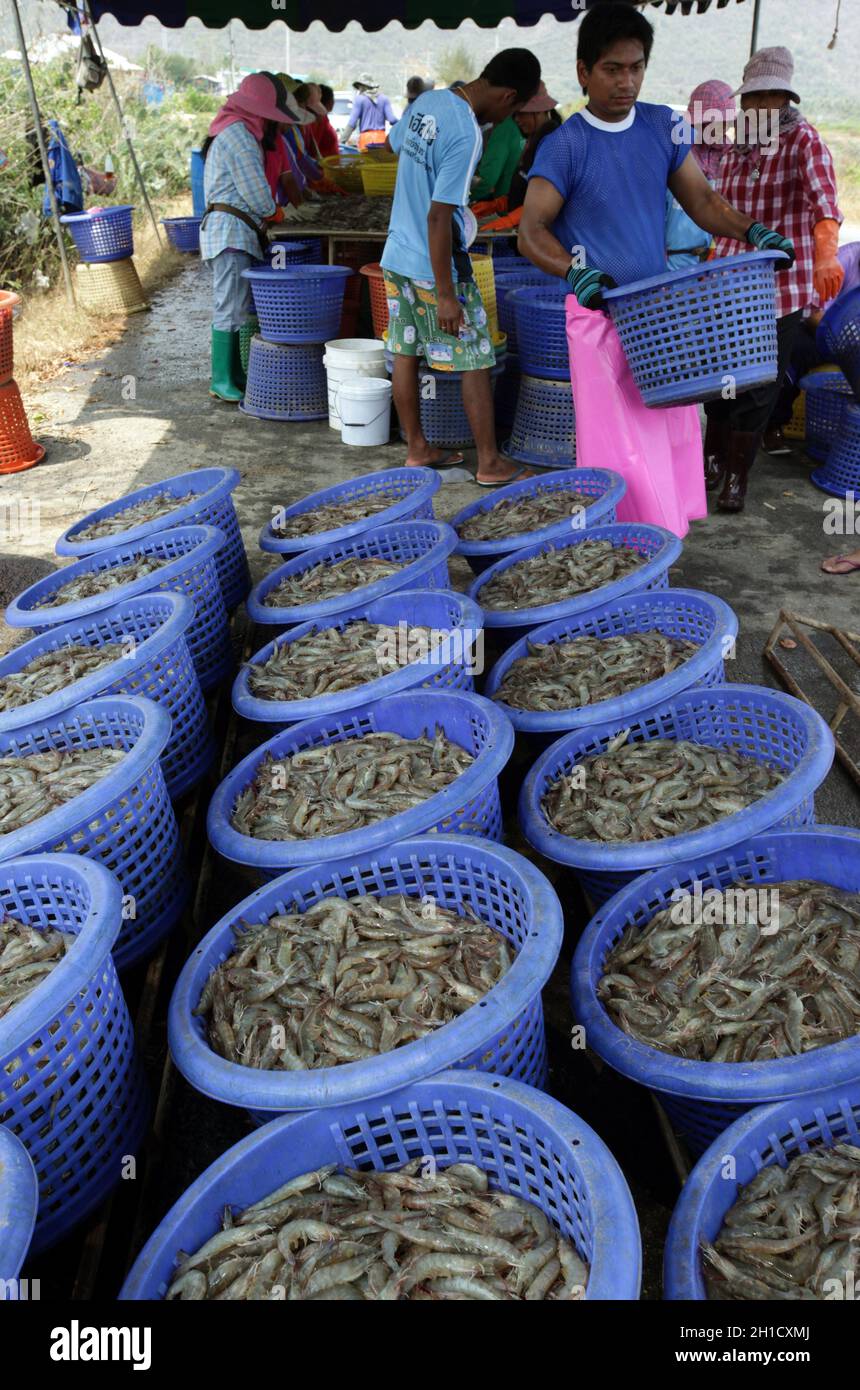 Un gamberetto che guadagna in una fattoria di gamberetti al parco nazionale Khao sam roi Yot a sud della città di Hua Hin in Thailandia. Thailandia, Hua Hin, novembre 2011 Foto Stock