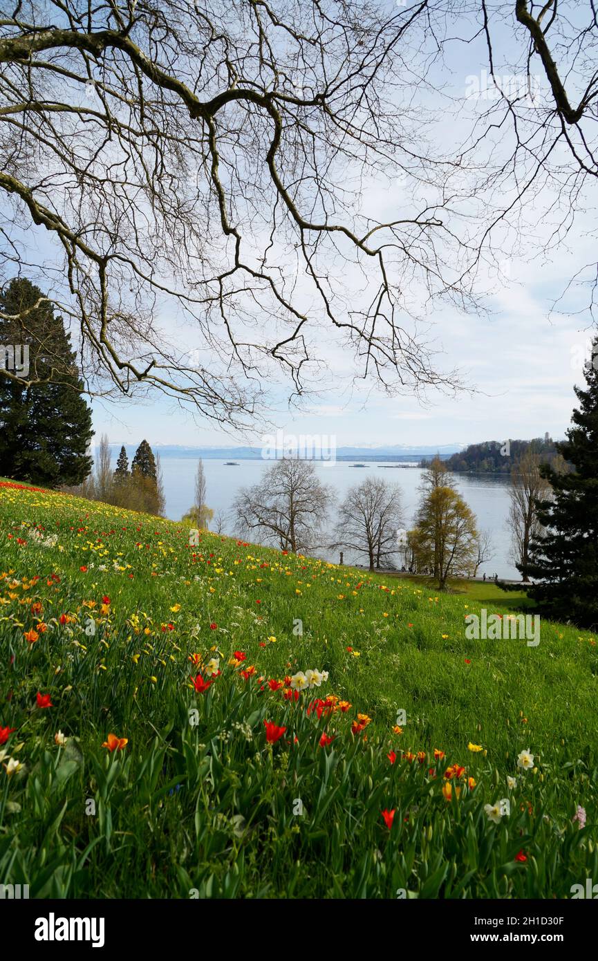 Un lussureggiante prato di primavera pieno di tulipani colorati sull'isola dei fiori di Mainua con le Alpi e il lago di Costanza sullo sfondo (Germania) Foto Stock