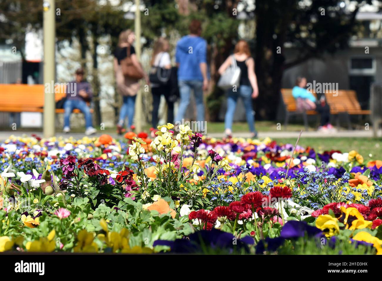 Blütenpracht und Frühlingsblumen im Linzer Volksgarten - fioritura e fiori primaverili nel Volksgarten di Linz Foto Stock