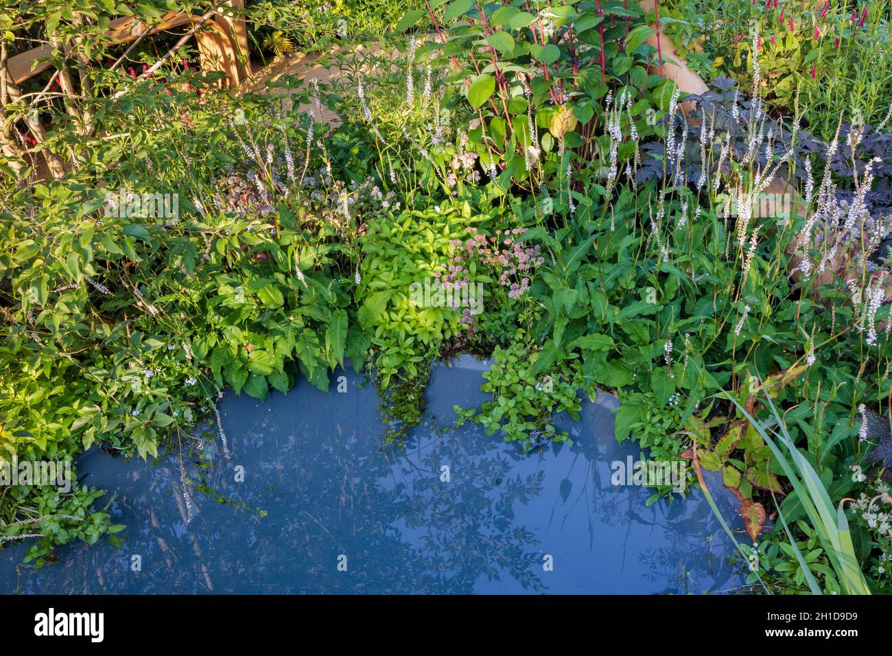 Il BBC One Show e RHS Garden of Hope. La piantagione marginale intorno alla piscina blu include la persicaria bianca e rosa, astrantia, e la menta dell'acqua, Mentha aquín Foto Stock