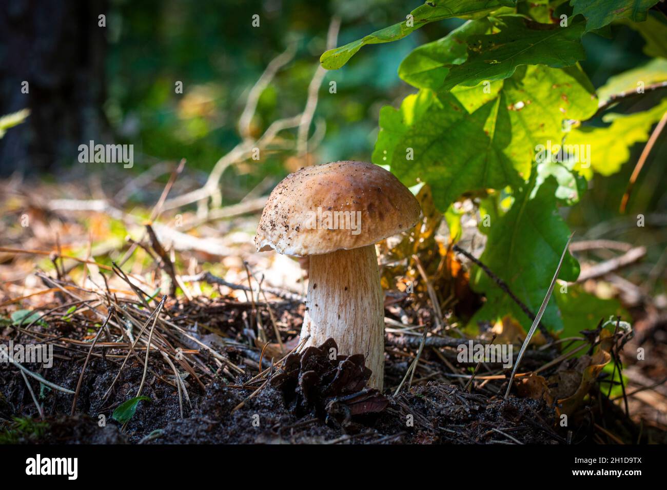 I funghi di cep commestibili crescono nella foresta. Cucina reale di funghi cep. Boleto che cresce nella natura selvaggia Foto Stock