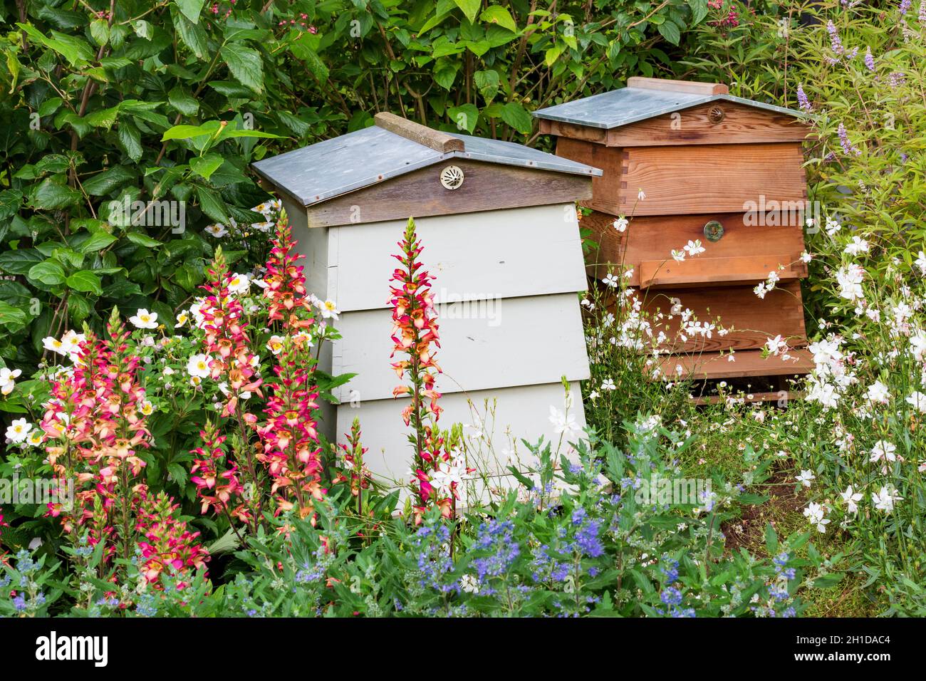 RHS COP26 giardino. Alveari di api circondati da piante impollinanti, tra cui Anemone «cigno selvatico», Caryopteris x clandonensis «celeste blu», Oenotha lind Foto Stock