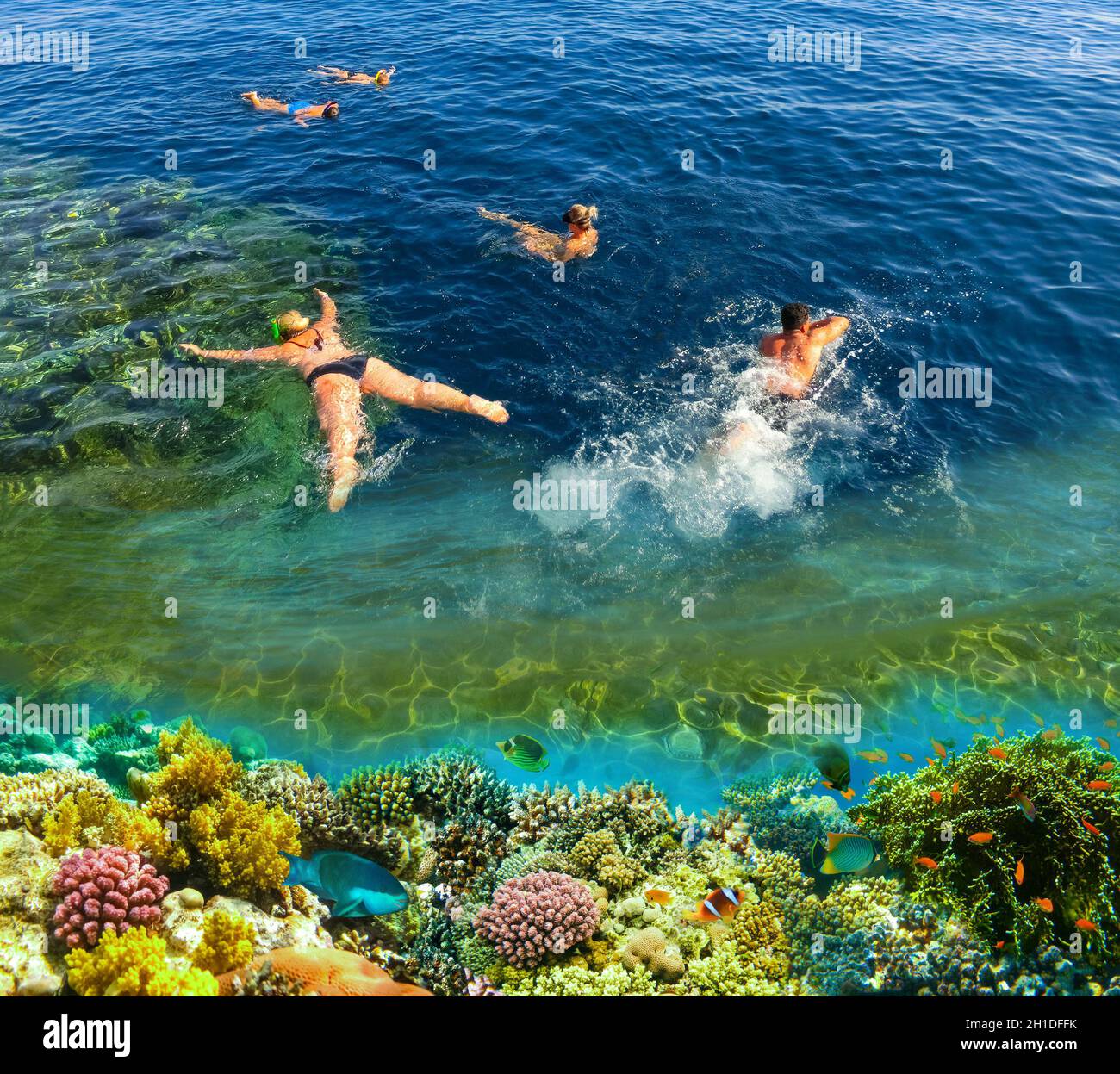 sorprendente coralli nel il rosso mare mentre immersione nel Egitto  14881523 Stock Photo su Vecteezy