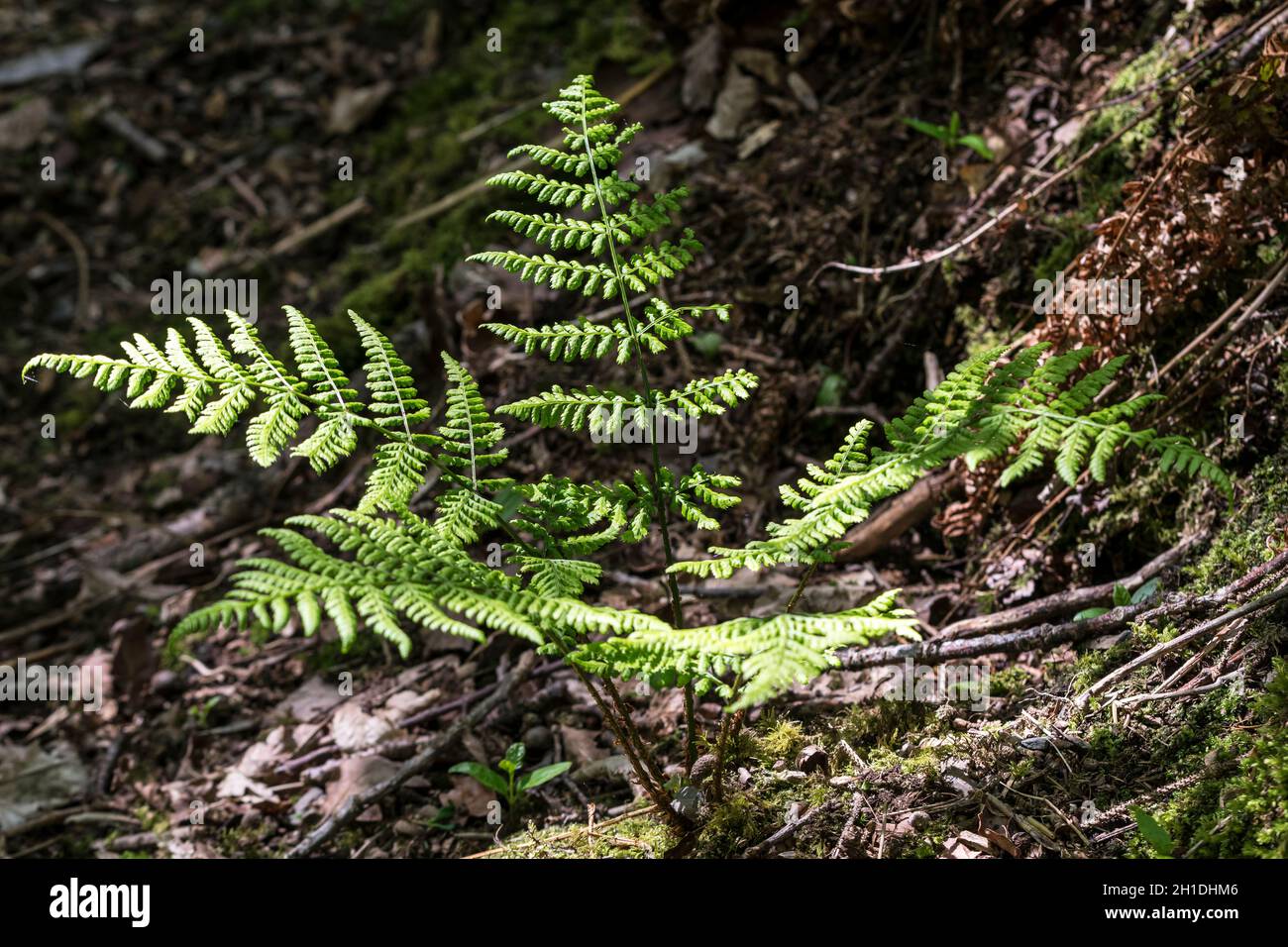 Broad Buckler Fern Dryopteris dilatata in primavera crescita tempo Foto Stock