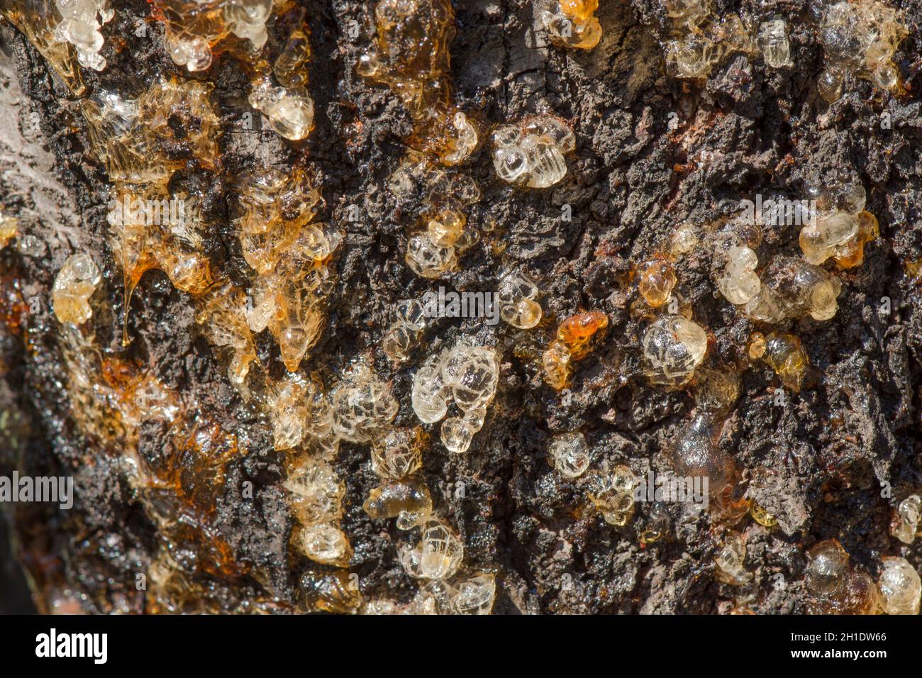 Albero di mandorle che germogli linfa da corteccia a causa di malattie fungine, indebolito da caldo, condizioni secche, Spagna. Foto Stock