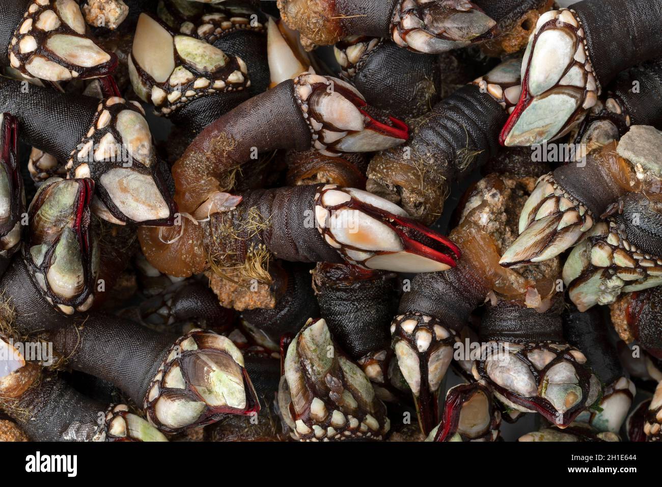 I nuovi barnacles crudi d'oca si chiudono in primo piano come sfondo Foto Stock
