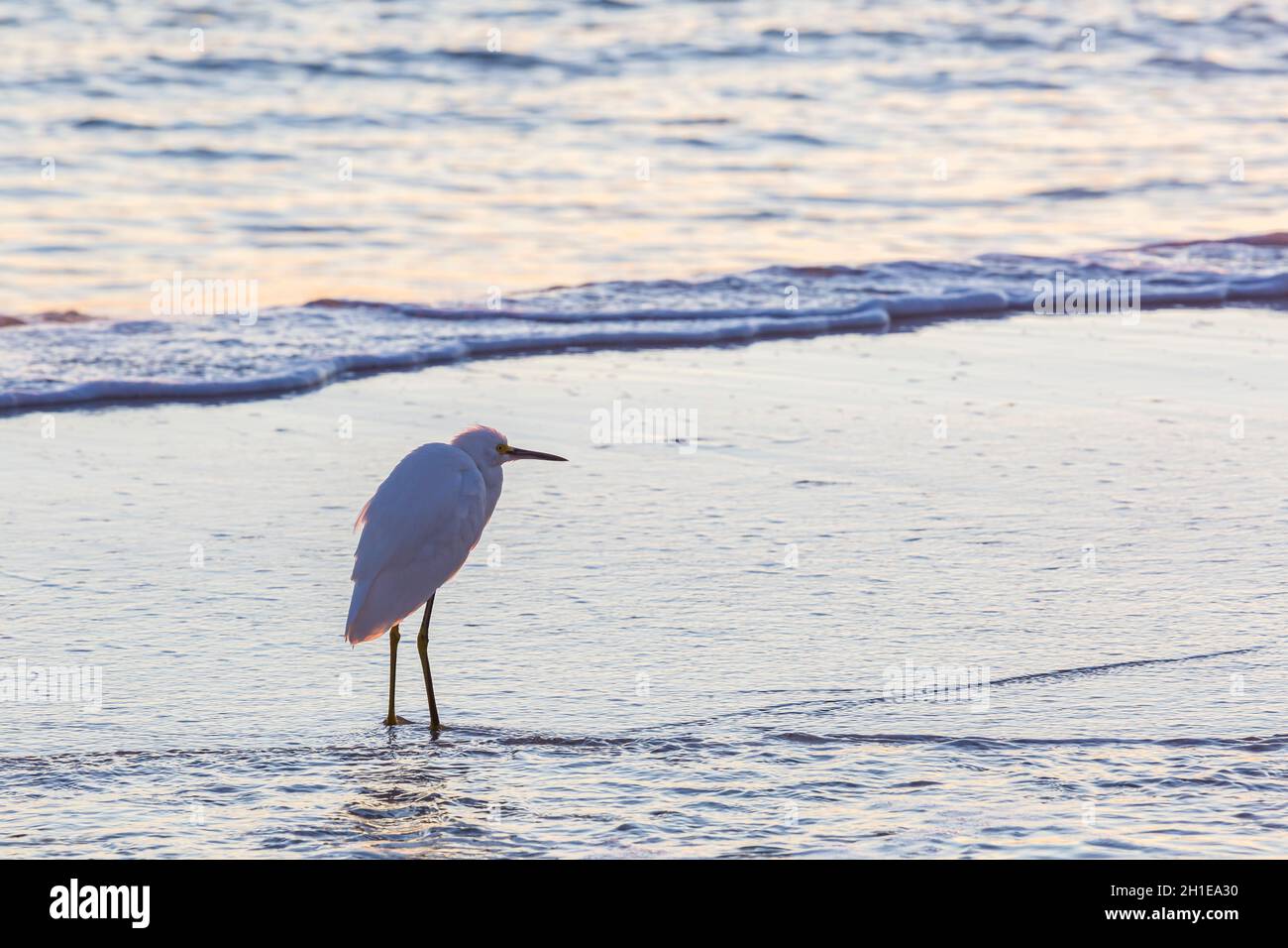 Snowy Egret (Egretta thula) sulla spiaggia di Gulf Shores, Alabama Foto Stock