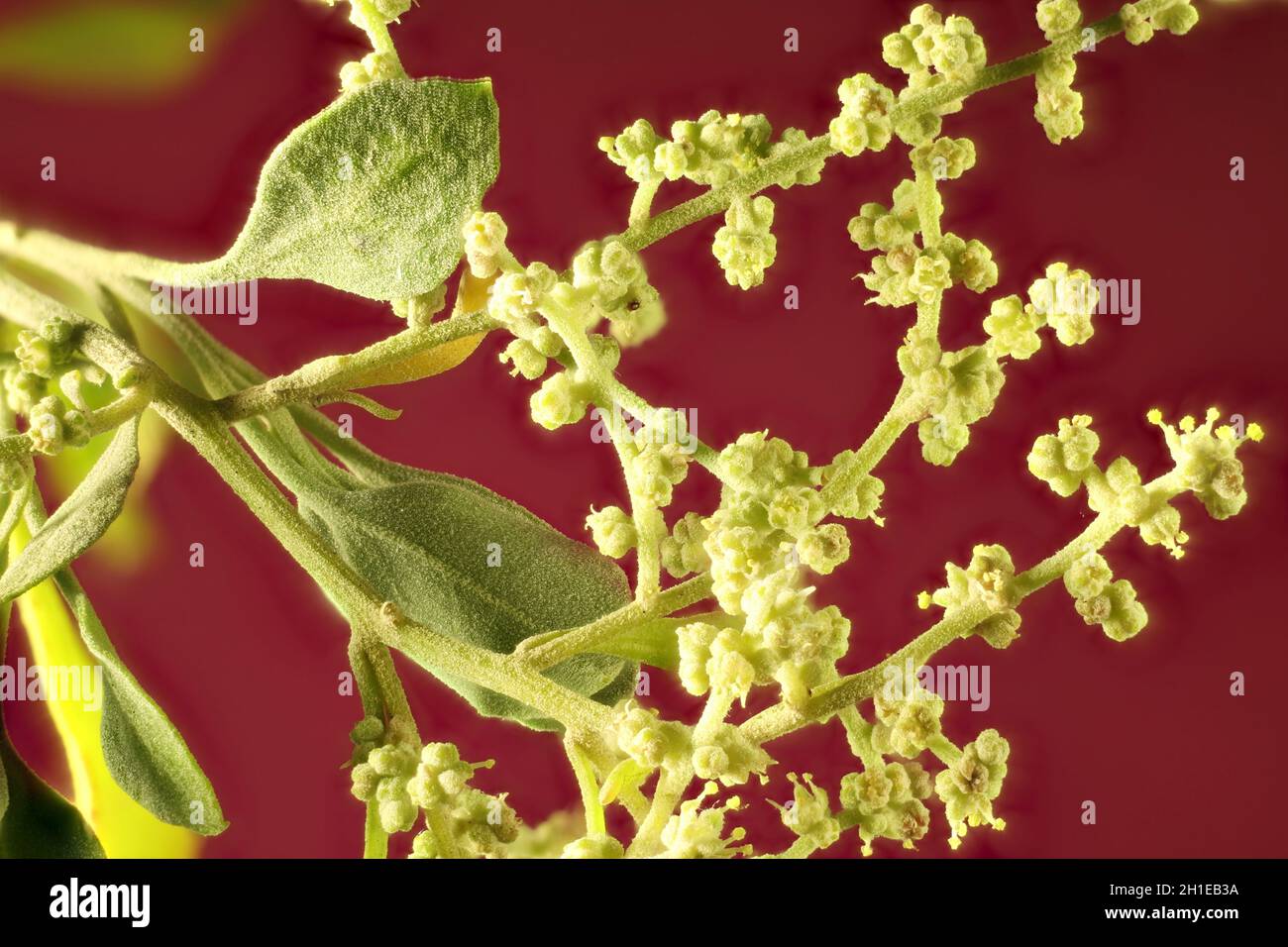 Primo piano di Old Man Saltbush (Atriplex nummularia) fiori, Australia del Sud Foto Stock