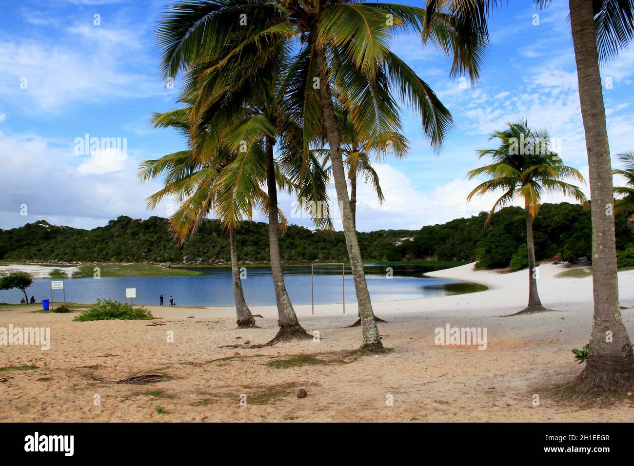 salvador, bahia / brasile - 7 settembre 2013: Gli alberi di cocco sono visti nelle due sabbie che circondano Lagoa do Abaete nella città di Salvador. *** locale Foto Stock