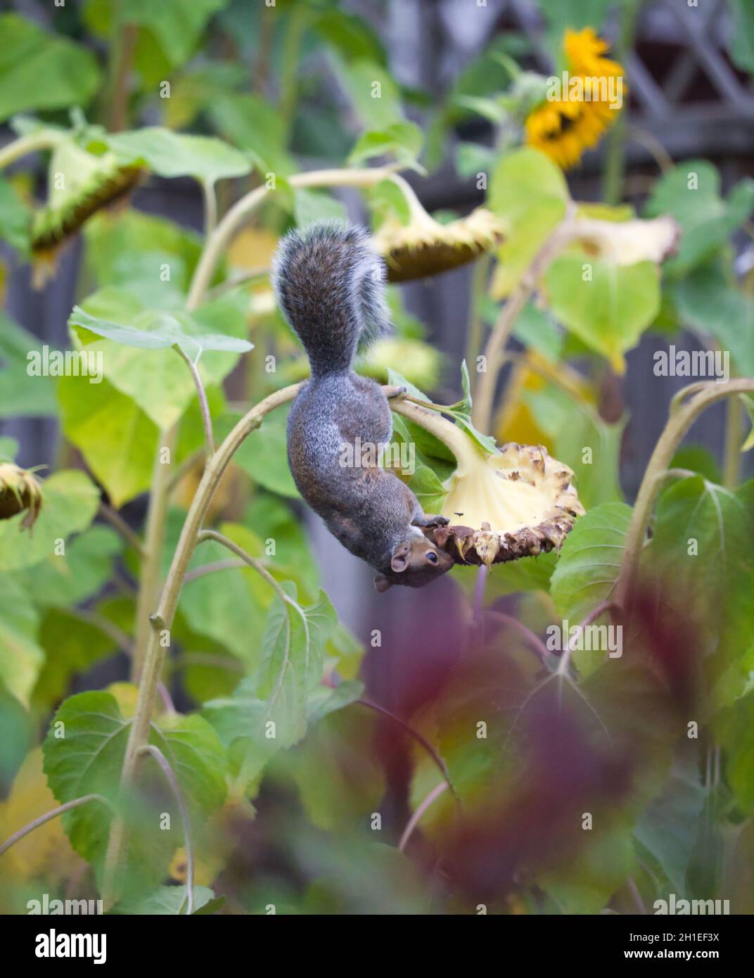 Atletica acrobatica agile scoiattolo grigio orientale (Sciurus Carolinensis) appeso aggrappandosi alla pianta di girasole per mangiare semi Foto Stock