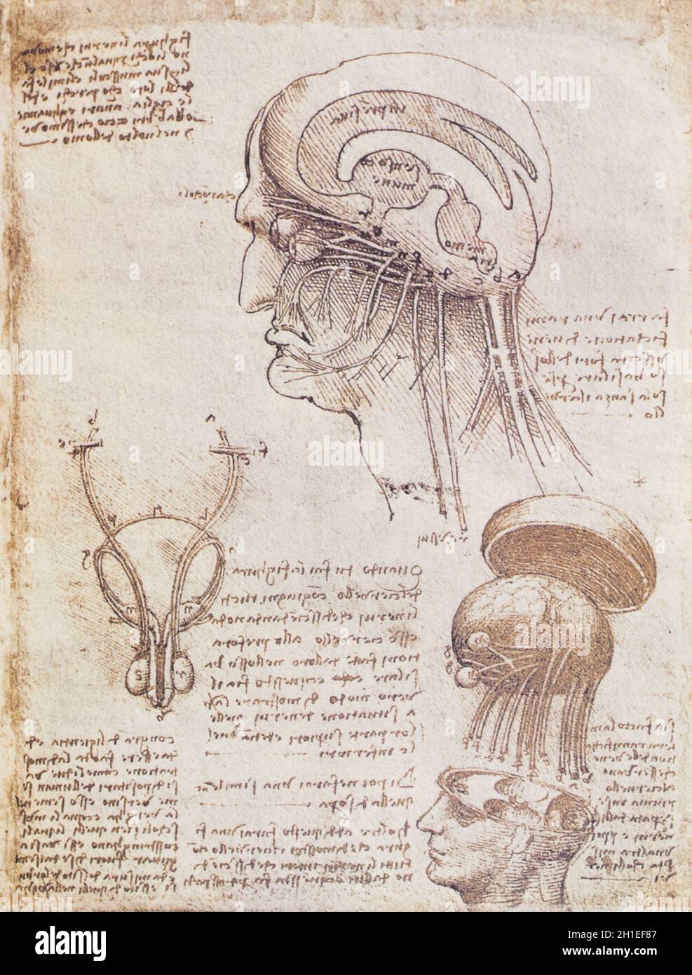 Disegno fisiologico del cervello e del cranio umano di Leonardo da Vinci, 1510. Royal Collection, Regno Unito Foto Stock