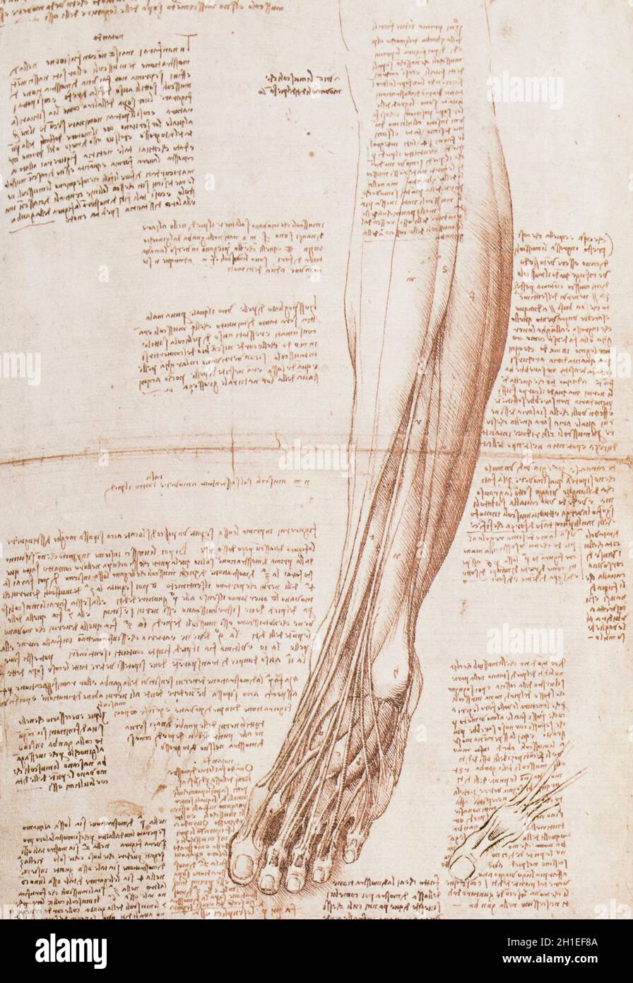 Muscoli e tendini della gamba e del piede di Leonardo da Vinci. Royal Collection, Regno Unito Foto Stock