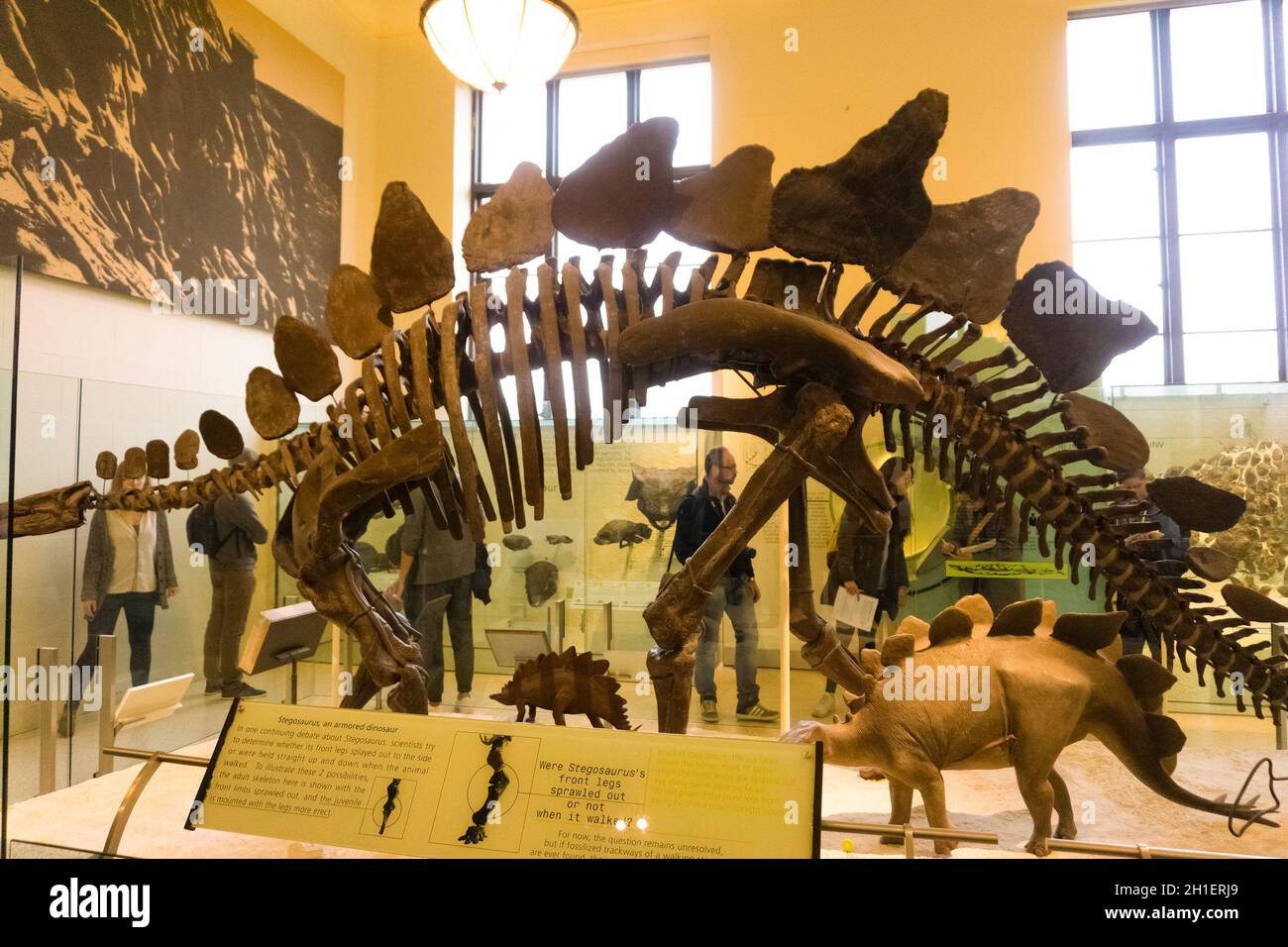 New York CITY, Stati Uniti d'America - 01 maggio 2016: Modello di fossili di dinossauri al museo americano di storia naturale a New York CITY, United sta Foto Stock
