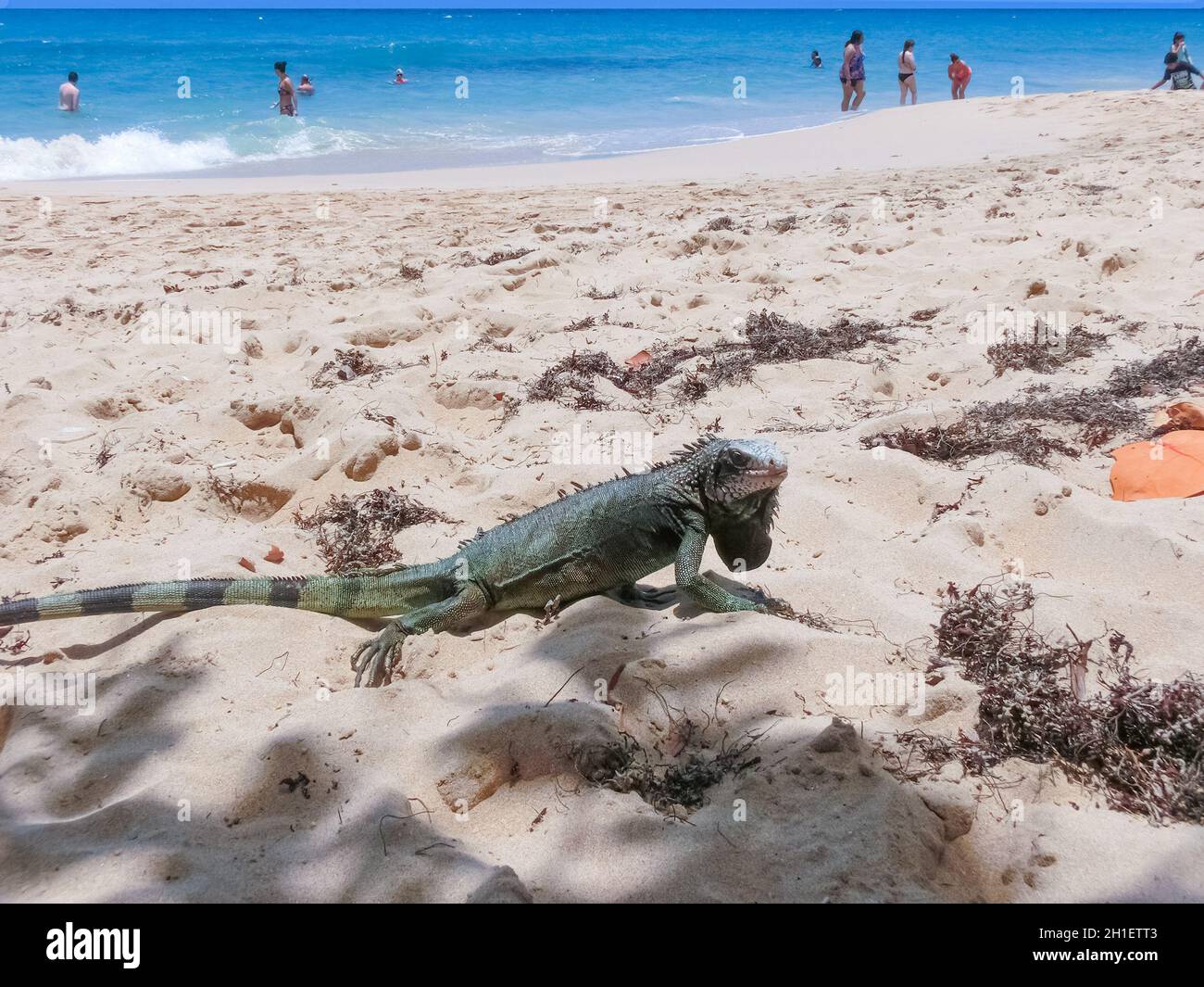 St. Thomas, Isole Vergini americane - 16 maggio 2016: La gente alla spiaggia tropicale dei Caraibi mattina Star Marriott Frenchmans Cove resort. Foto Stock