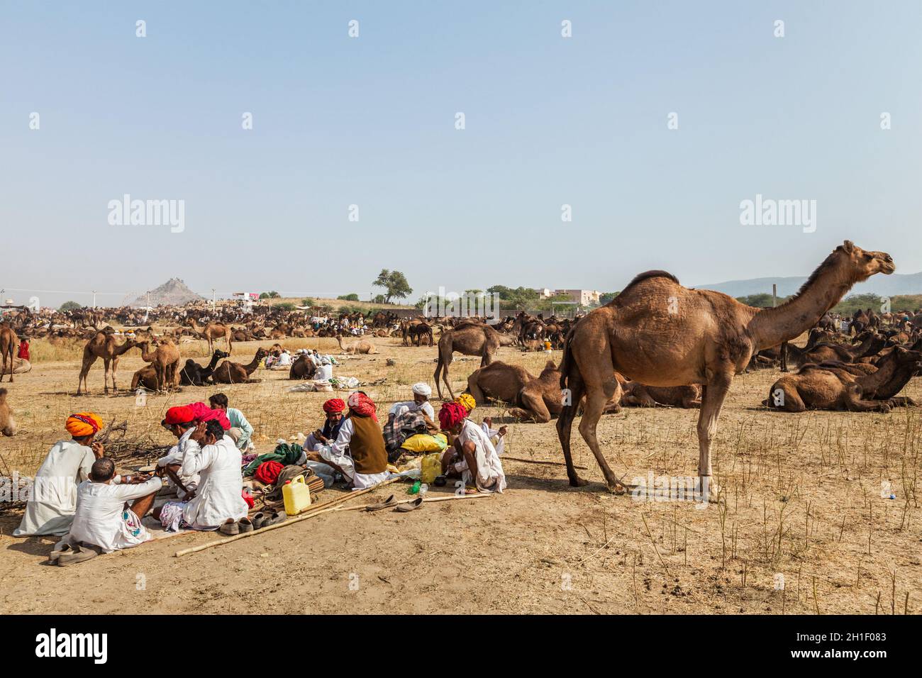 PUSHKAR, INDIA - 21 NOVEMBRE 2012: Uomini e cammelli indiani alla fiera del cammello di Pushkar (Pushkar Mela) - annuale cinque giorni cammello e bestiame fiera, uno dei Foto Stock