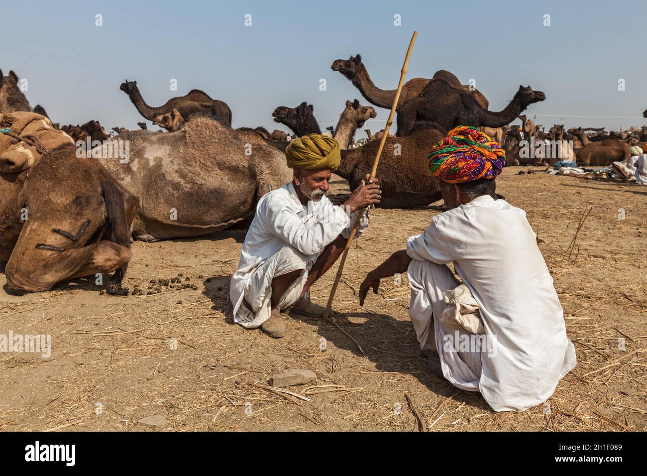 PUSHKAR, INDIA - 20 NOVEMBRE 2012: Uomini e cammelli indiani alla fiera del cammello di Pushkar (Pushkar Mela) - annuale cinque giorni cammello e bestiame fiera, uno dei Foto Stock
