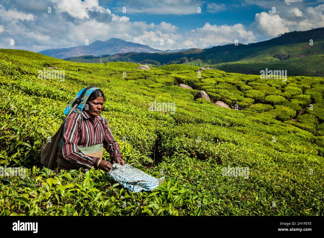 KERALA, INDIA - 18 FEBBRAIO 2014: La donna indiana non identificata raccoglie le foglie di tè alla piantagione di tè a Munnar. Vengono raccolte solo le foglie più in alto, Foto Stock