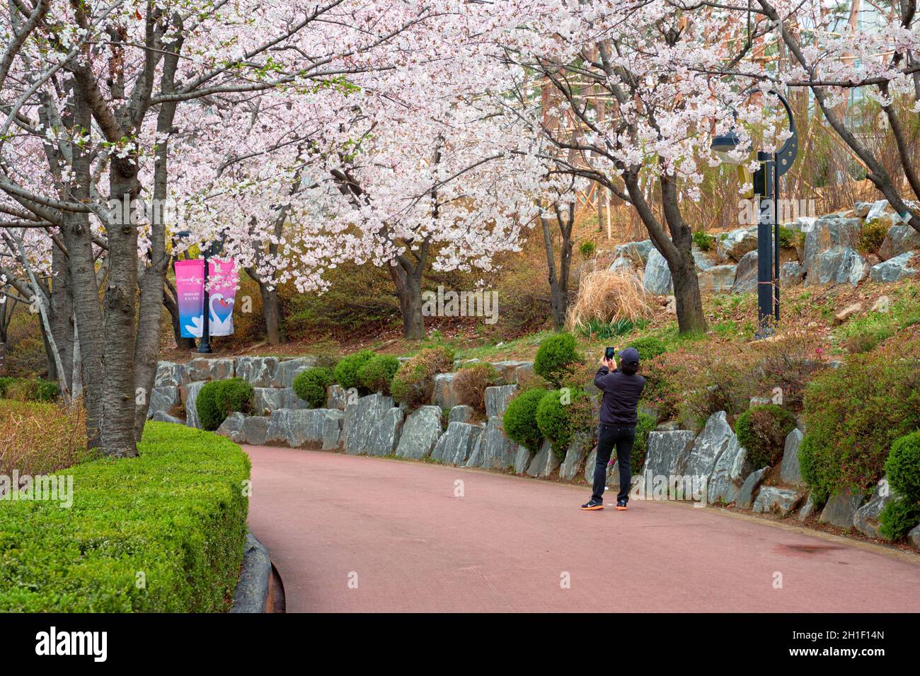 SEUL, COREA DEL SUD - 7 APRILE 2017: Uomo che scatta foto mobili della fioritura dei ciliegi sakura vicolo in primavera nel parco, Seokchon Lake Park, Seul, Sou Foto Stock