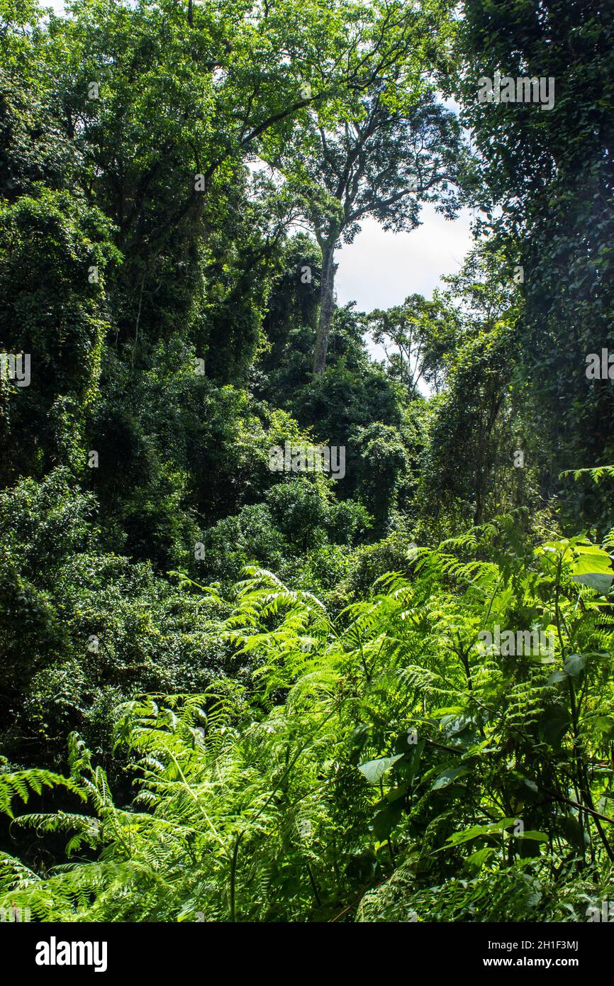 Un gap nel baldacchino della foresta subtropicale, Afromontane Foto Stock