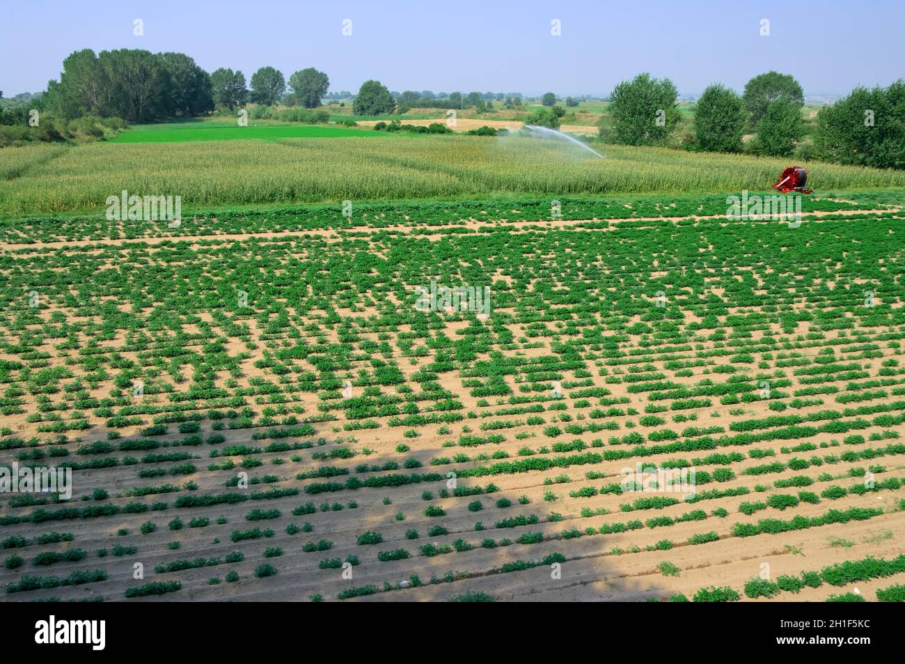 Economia e agricoltura del settore vegetale della Turchia nel distretto di Ipsala vicino al fiume Evros Foto Stock