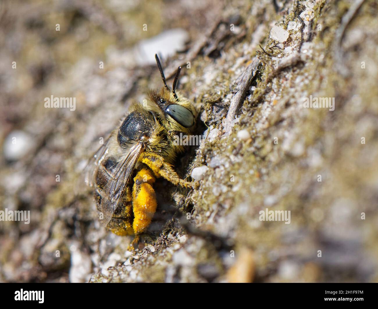 Piccola / Bea di fiori ad occhio verde (Anthophora bimaculata) femmina che si avvicina al suo nido burrow in una banca di sabbia in brughiera, Dorset, Regno Unito, agosto. Foto Stock