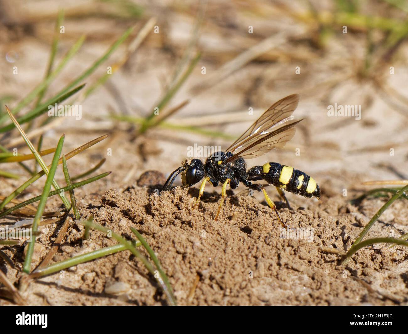 La vespa di digger dalla coda ornata (Cerceris rybyensis) sta per entrare nel suo burrow del nido in una banca di sabbia del bordo della scogliera, il Gower, Galles, Regno Unito, luglio. Foto Stock