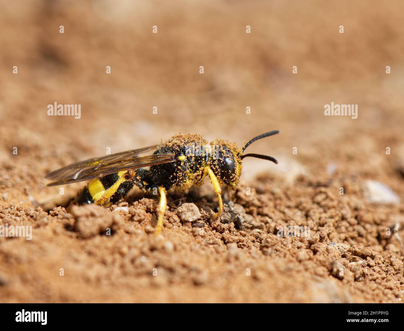 La vespa di digger dalla coda ornata (Cerceris rybyensis) che emerge dal suo burrow del nido, il gower, Glamorgan, Galles, Regno Unito. Foto Stock
