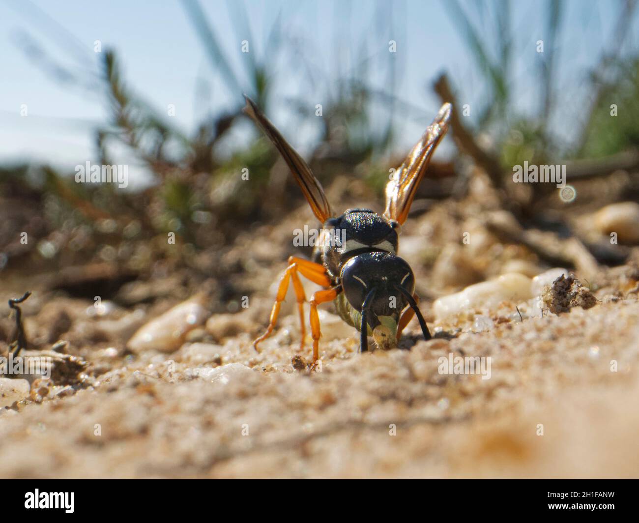 Purbeck mason wasp (Pseudepipona herrichii) femmina che entra nel suo nido burrow con un bruco di falce di betulla arrugginita (Acleris notana) per i suoi grubs. Foto Stock