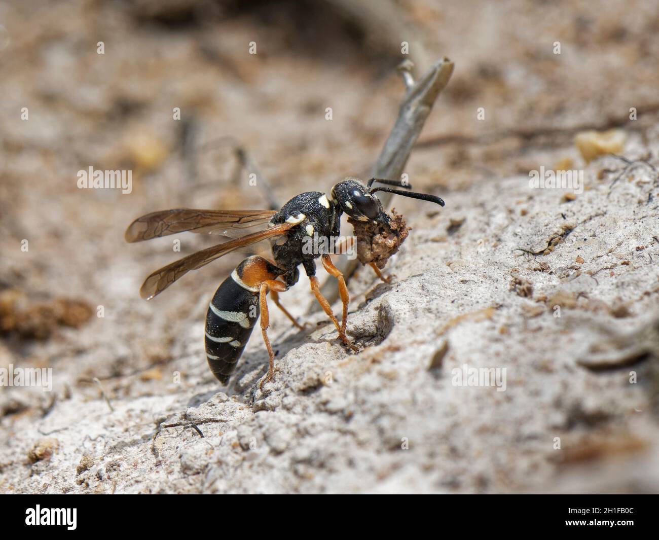 Purbeck mason wasp (Pseudephona herichii) femmina scavando un nido burrow e portando via la palla di terra umida di argilla, brughiera Dorset, Regno Unito, luglio. Foto Stock