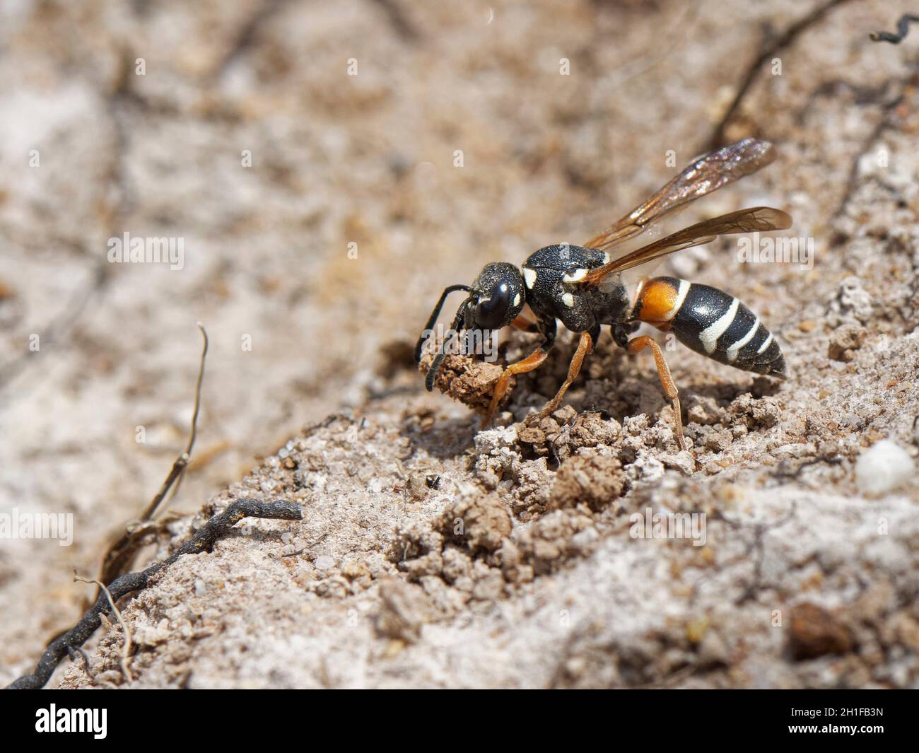Purbeck mason wasp (Pseudephona herichii) femmina scavando un nido burrow e portando via la palla di terreno umido, brughiera Dorset, Regno Unito, luglio. Foto Stock