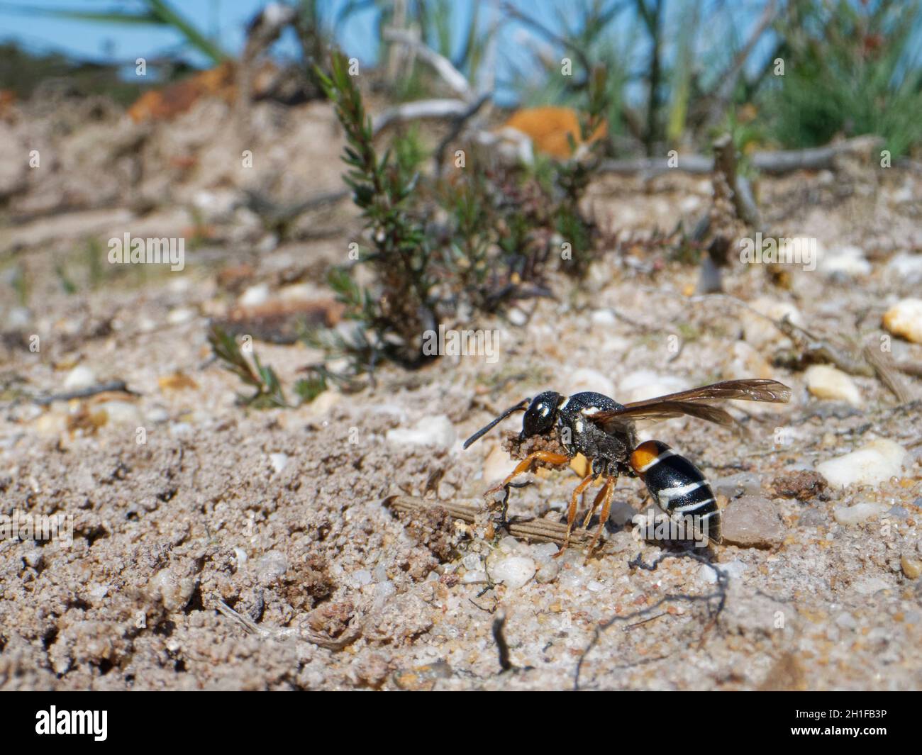 Purbeck mason wasp (Pseudephona herichii) femmina scavando un nido burrow e portando via la palla di terreno umido, brughiera Dorset, Regno Unito, luglio. Foto Stock