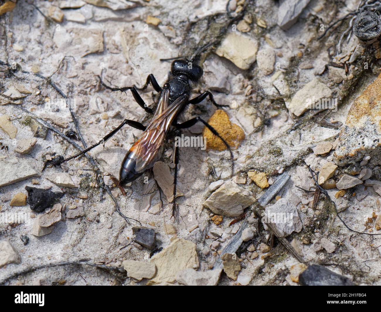 La vespa ragno con cresta (Cryptocheilus notatus), la più grande vespa da caccia di ragno del Regno Unito, a caccia di prede nella brughiera, Dorset, Regno Unito, luglio. Foto Stock