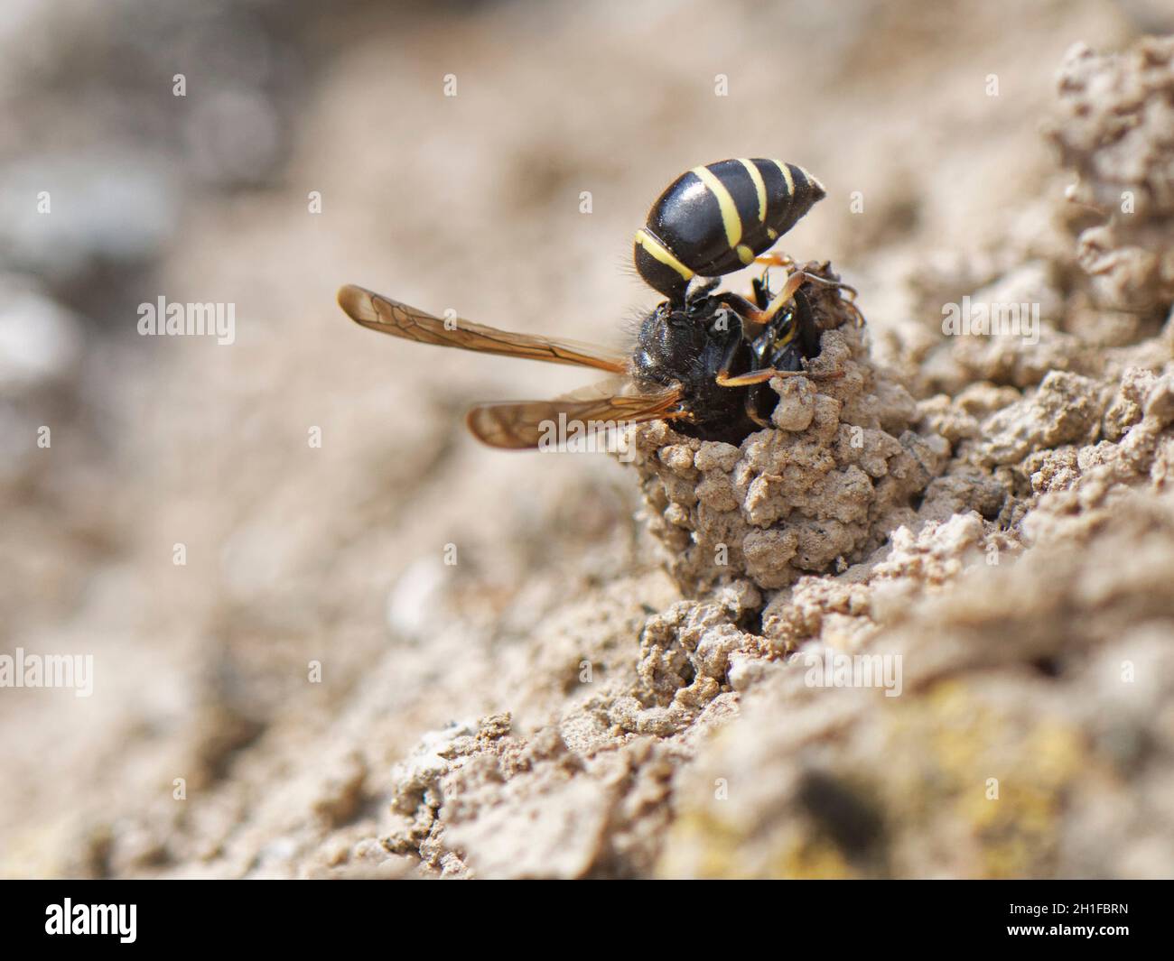 Spiny mason wasp (Odynerus spinipes) femmina costruire un camino di fango ornato da fango per proteggere il suo ingresso burrow nido, Cornovaglia, Regno Unito, giugno. Foto Stock