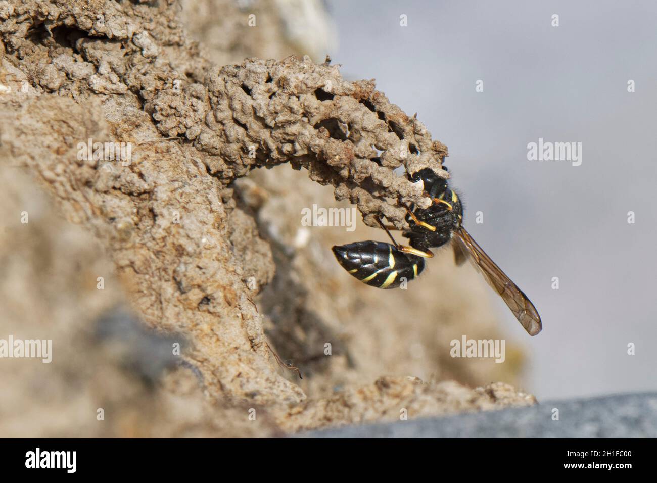 Spiny mason wasp (Odynerus spinipes) femmina completando un camino di fango ornato per proteggere il suo ingresso burrow nido, riva di sabbia costiera, Cornovaglia, Regno Unito Foto Stock