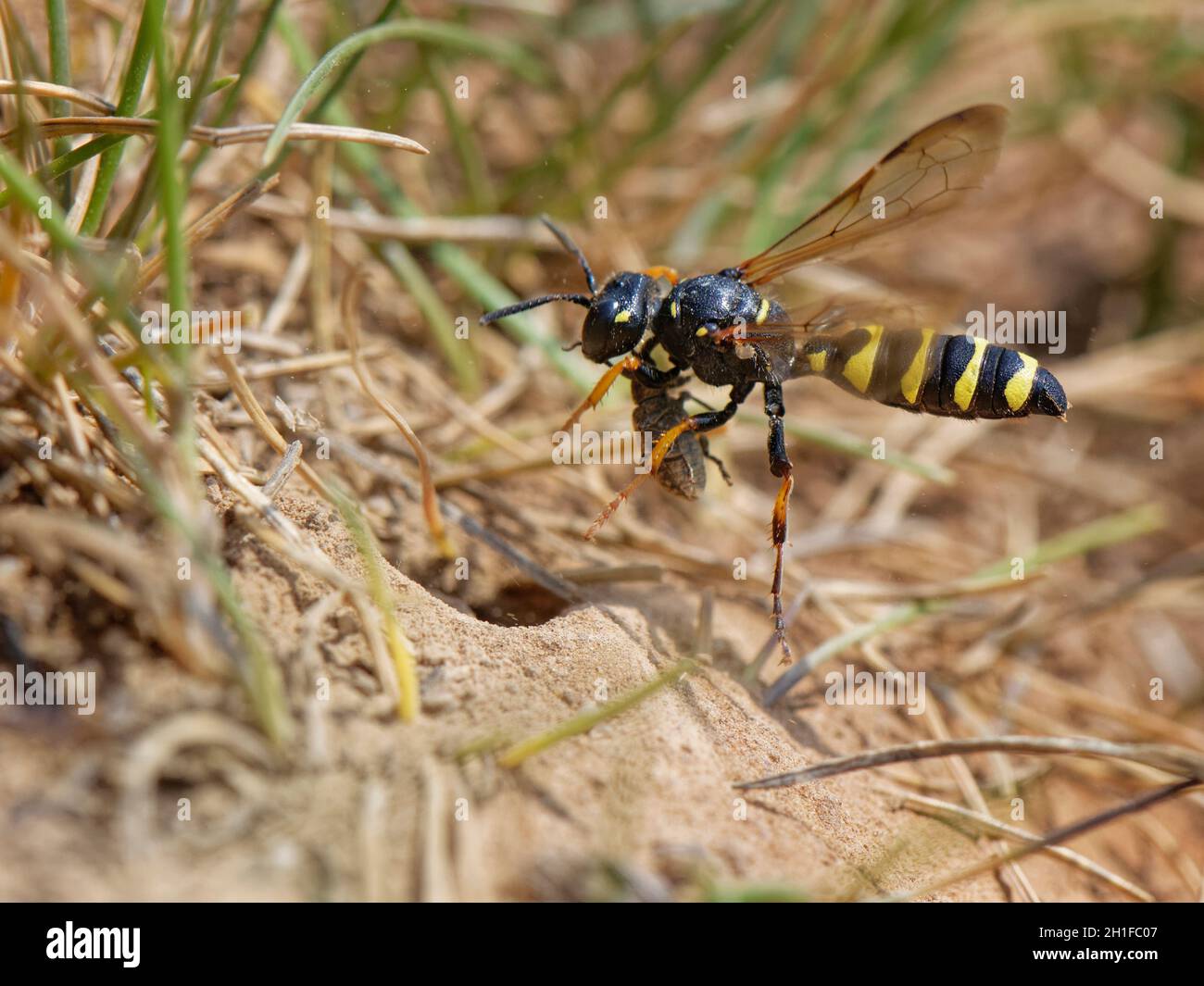 La vespa di Digger con coda di sabbia (Cerceris arenaria) che vola al suo burrow nido con un guanciale (Circulionidae) ha paralizzato per fornire cibo per il suo giovane, Regno Unito Foto Stock