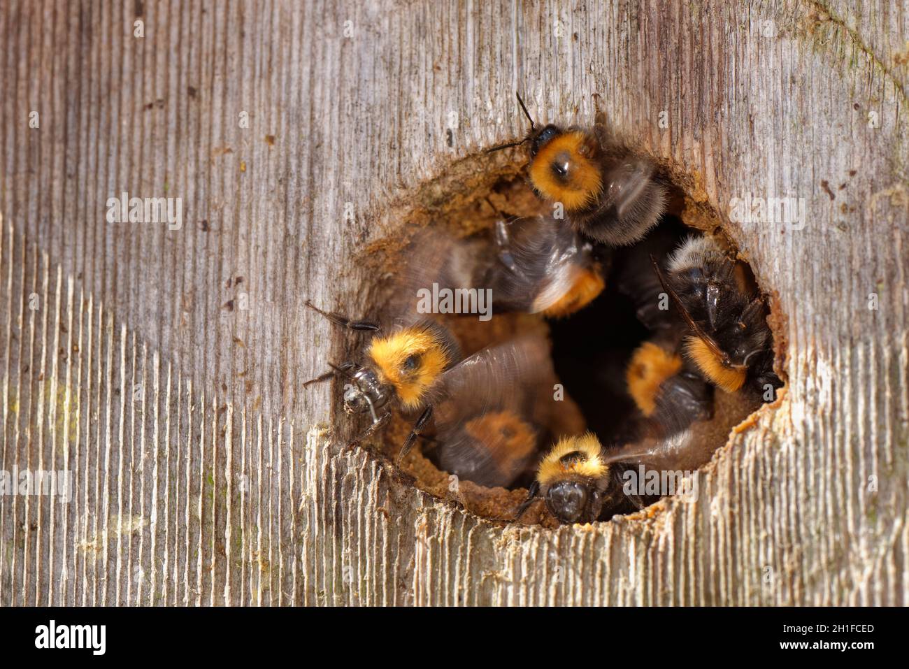 Bumblebees albero (Bombus hypnorum) nidificando in una scatola di uccelli che hanno preso il controllo, che venta le loro ali per ventilare il nido, Wiltshire, Regno Unito, giugno. Foto Stock